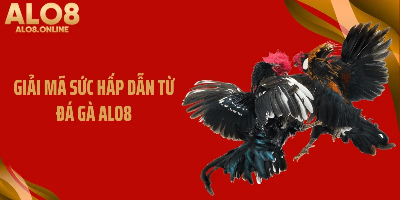 Giải mã sức hấp dẫn từ đá gà ALO8
