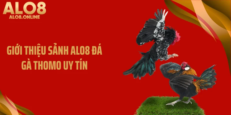 Giới thiệu sảnh ALO8 đá gà Thomo uy tín