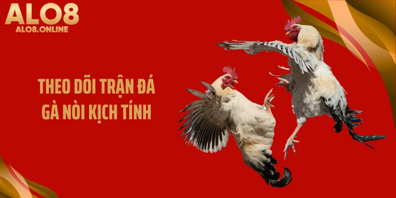 Theo dõi trận đá gà nòi kịch tính